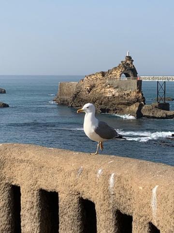 Waikiki Lägenhet Biarritz Exteriör bild